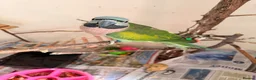 Parakeets birds for sale: Female Moustache Parakeet   - Advert 2