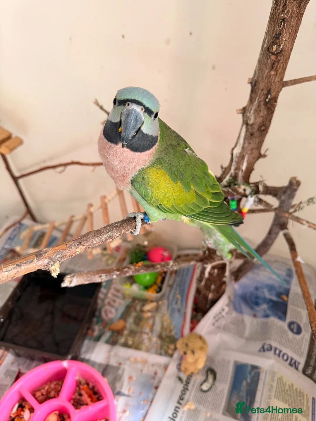 Parakeets birds for sale: Female Moustache Parakeet   - Advert 2