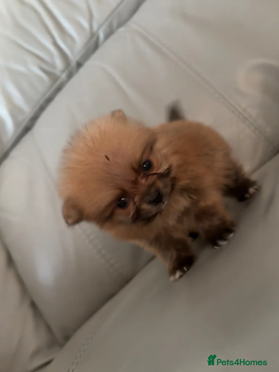 Pomeranian dogs for sale: Pomeranian puppies - Advert 2