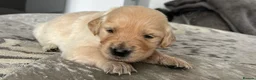 Golden Retriever dogs for sale: Beautiful golden retriever puppies - Advert 29
