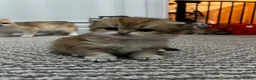 British Shorthair cats for sale: Beautiful BSH BLH NY12 kittens - Advert 13