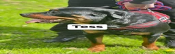 Rottweiler dogs for sale: Rottweiler puppies  in Leven - Advert 1