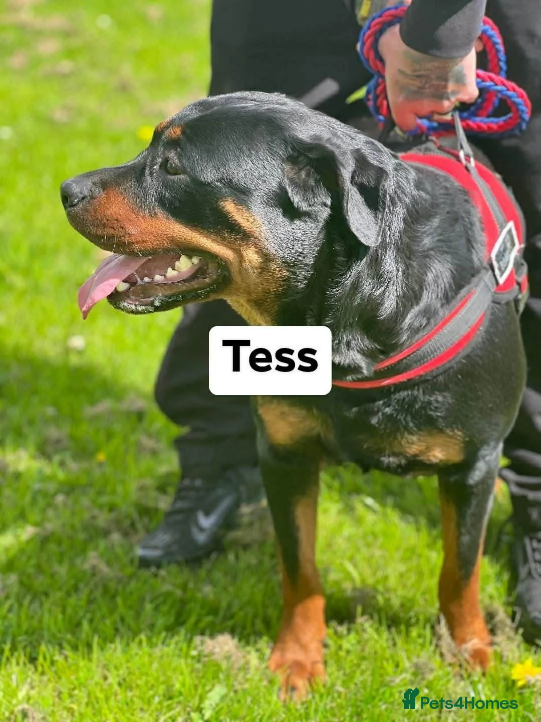 Rottweiler dogs for sale: Rottweiler puppies  in Leven - Advert 1