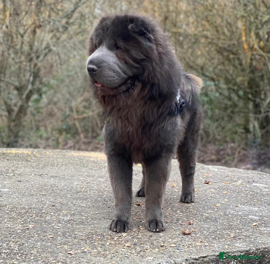 Shar Pei dogs for stud: BEST 🏆 Blue bear & chocolate & tan bear 🐻 in Hornchurch - Advert 6