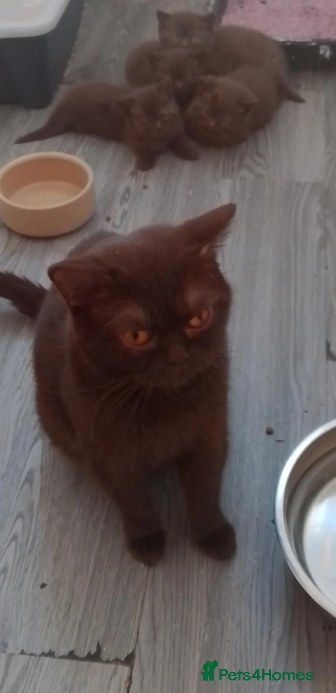 British Shorthair cats for sale: Chocolate/Cinnamon British Shorthair  - Advert 2