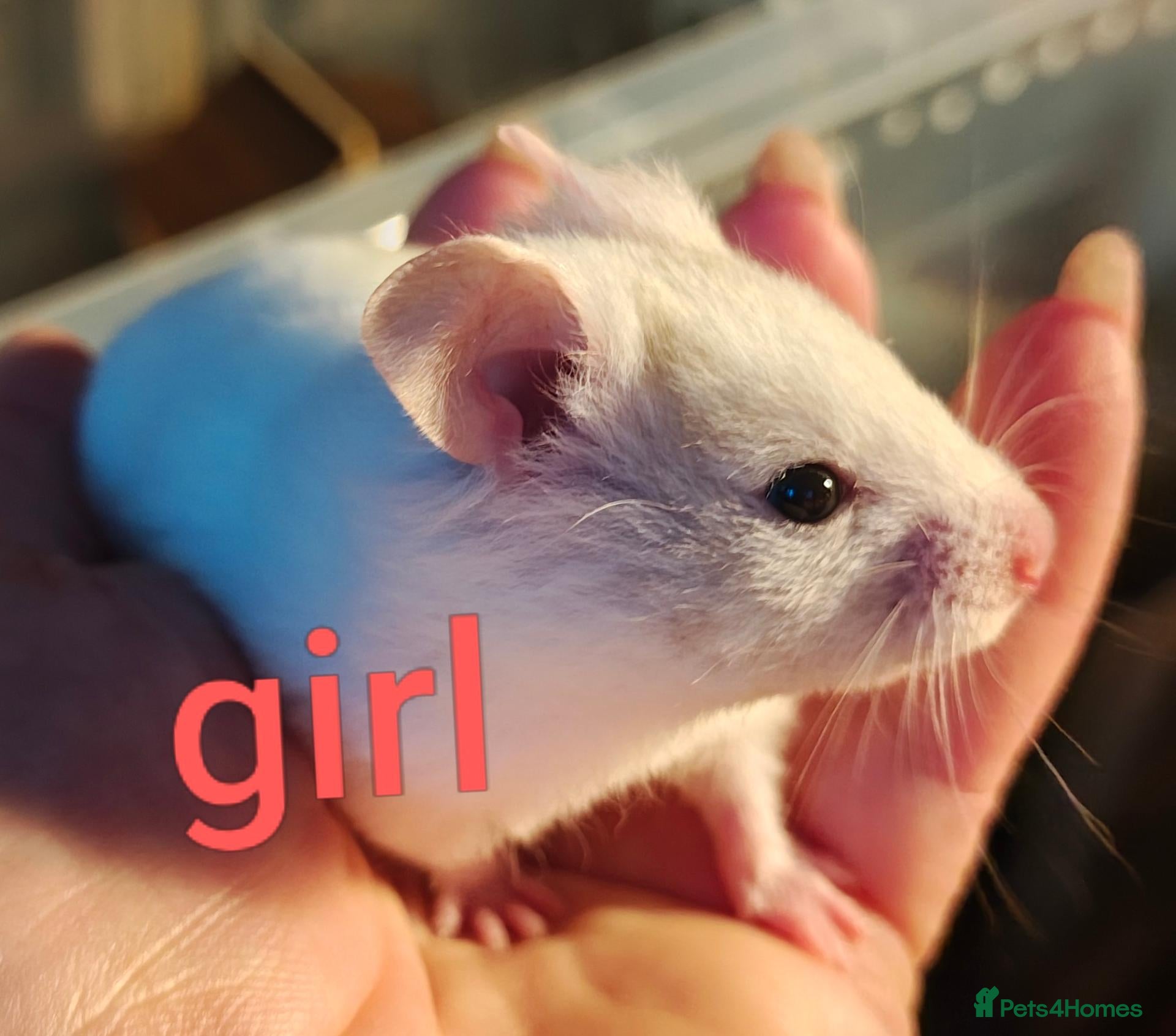 Hamster rodents Baby Syrian Hamsters ready for homes 20th October - Advert 21