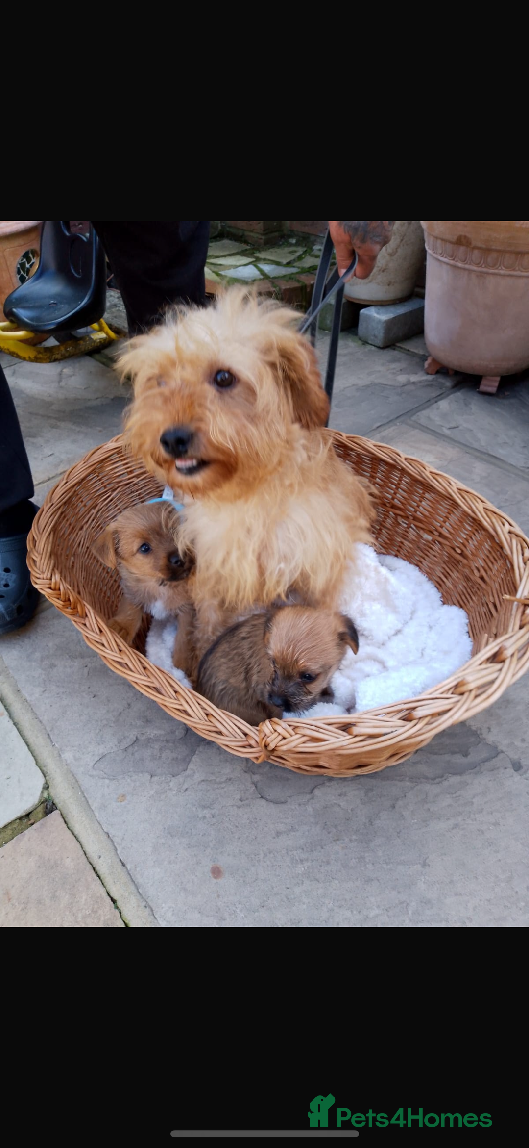 Jackapoo dogs for sale: Jackapoos   - Image 5