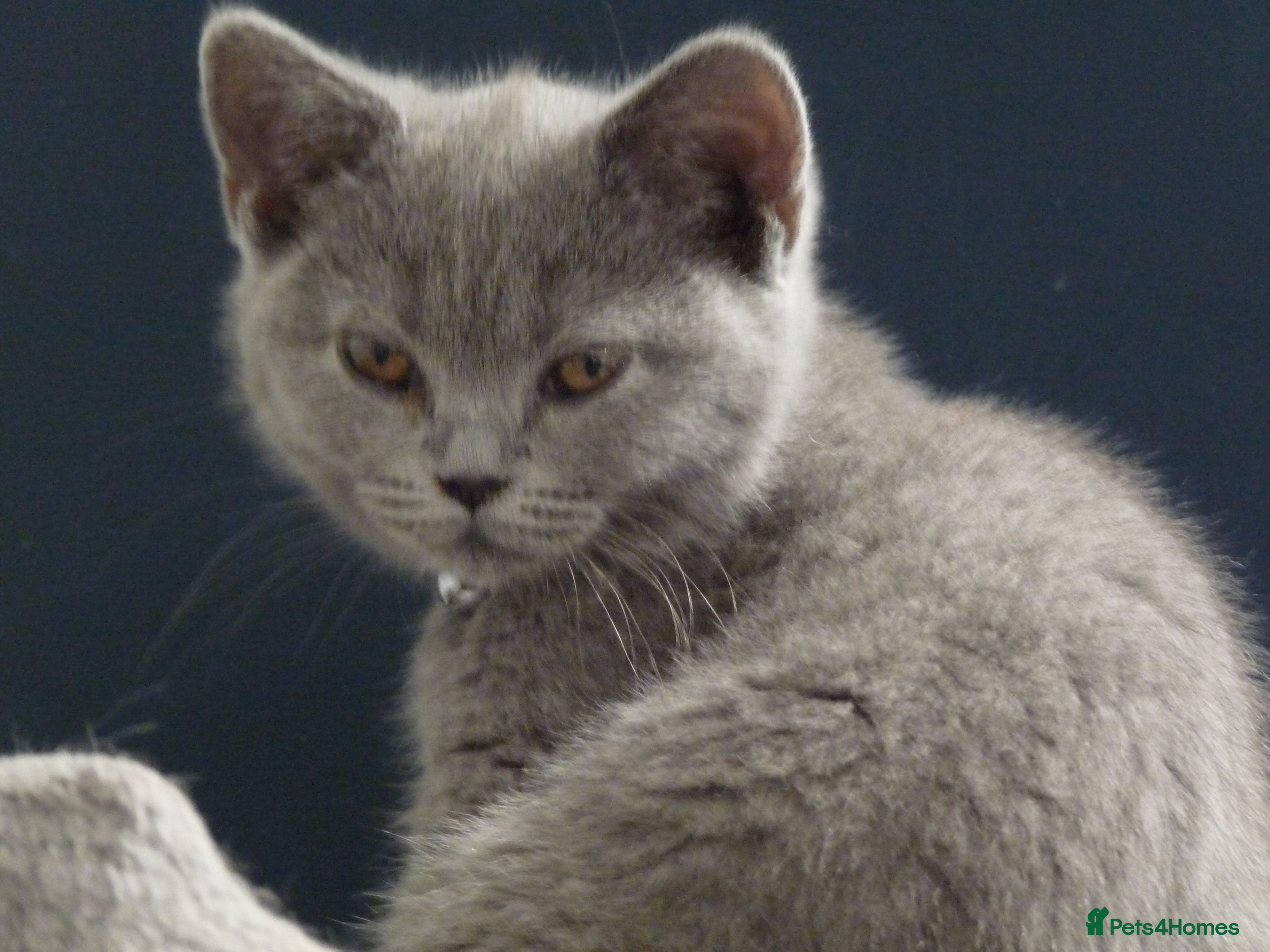 British Shorthair cats  british shorthair kitten for sale - Advert 3