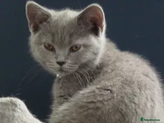British Shorthair cats british shorthair kitten for sale - Advert 3