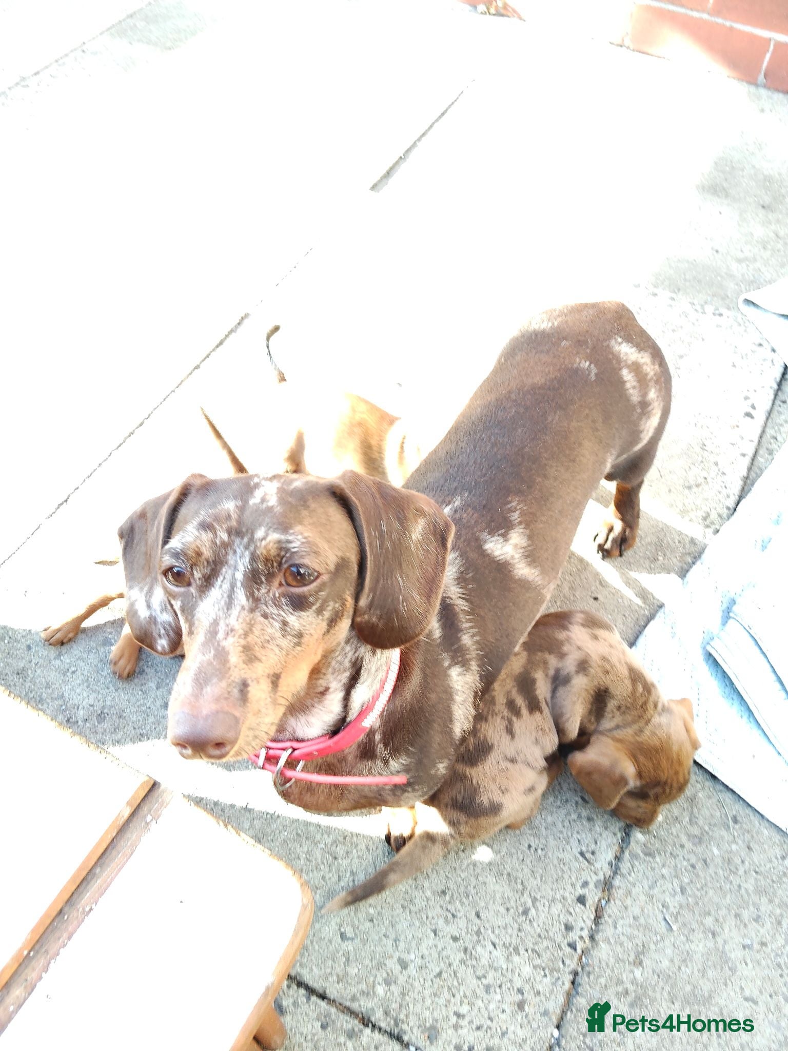 Mixed Breed dogs Miniature dachshund mixed with Patterdale  - Advert 1