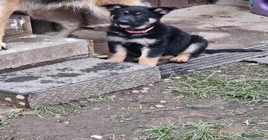 German Shepherd dogs Working line germanshepherds  - Advert 4