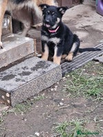 German Shepherd dogs Working line germanshepherds - Advert 4