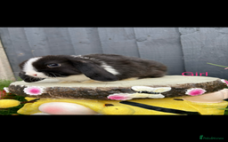 Mini Lop rabbits for sale: Mini lop baby bunny rabbits  - Image 3