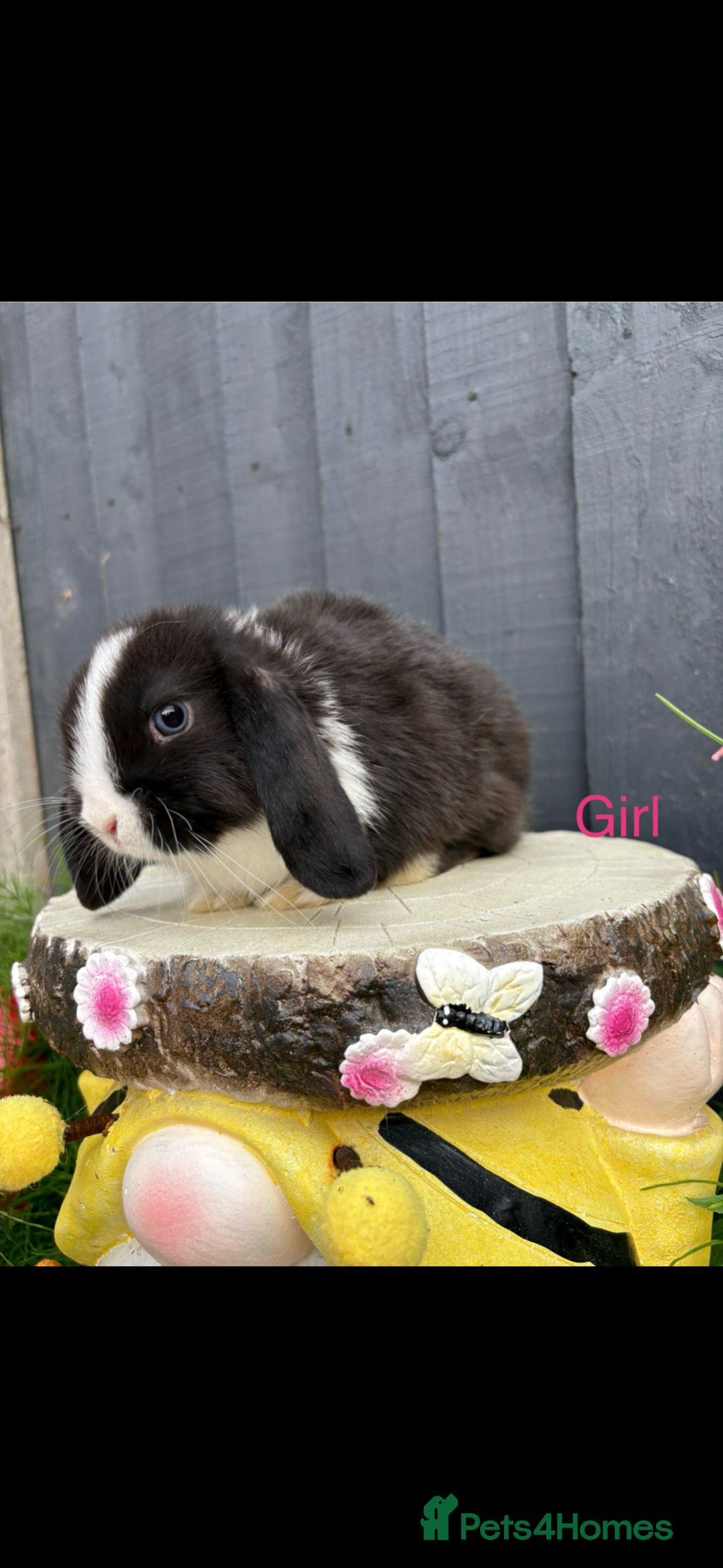 Mini Lop rabbits for sale: Mini lop baby bunny rabbits  - Image 3