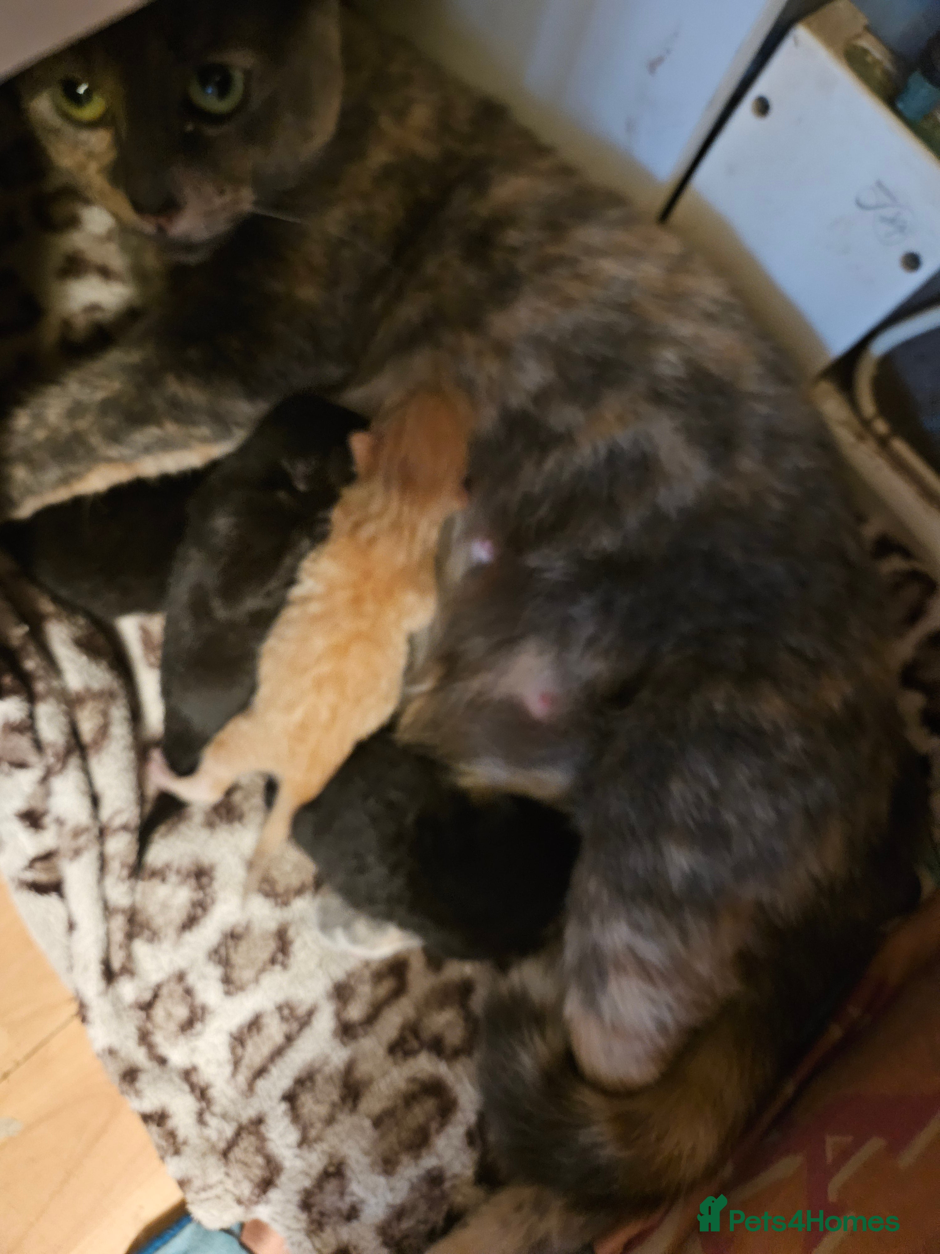 Mixed Breed cats 4 mixed breed kittens  - Advert 1