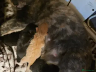 Mixed Breed cats 4 mixed breed kittens - Advert 1