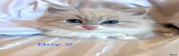 Ragdoll cats for sale: 3 beautiful kittens  in Longniddry - Advert 2