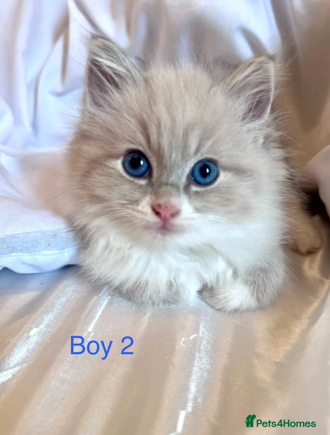 Ragdoll cats for sale: 3 beautiful kittens  in Longniddry - Advert 2