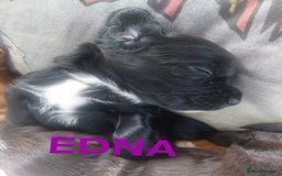 Sprocker dogs for sale: Exceptional working-line puppies for loving homes! - Image 6