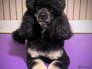 Miniature Poodle dogs KC Silver Phantom Miniature Poodle - Advert 5