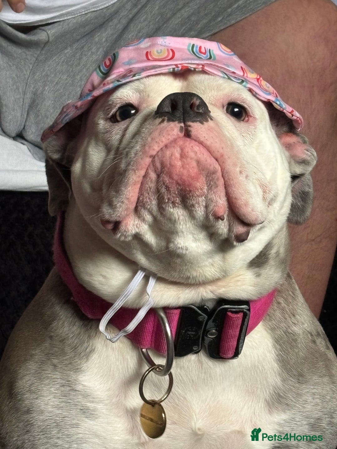 Old Tyme Bulldog dogs for sale: Old tyme English bulldog ( 3 years old )  - Image 4