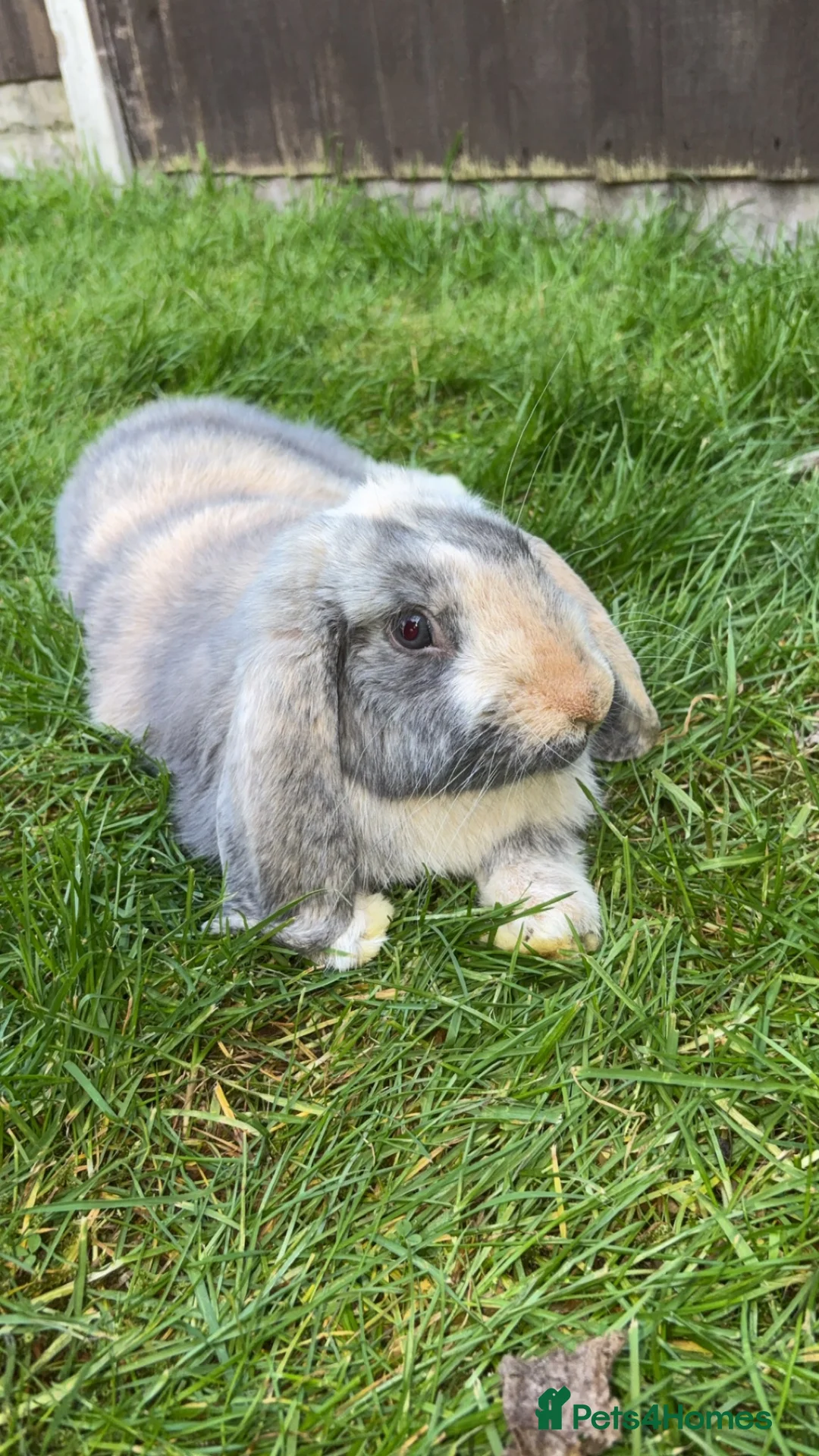 English Lop rabbits for sale: English pop male - Advert 1