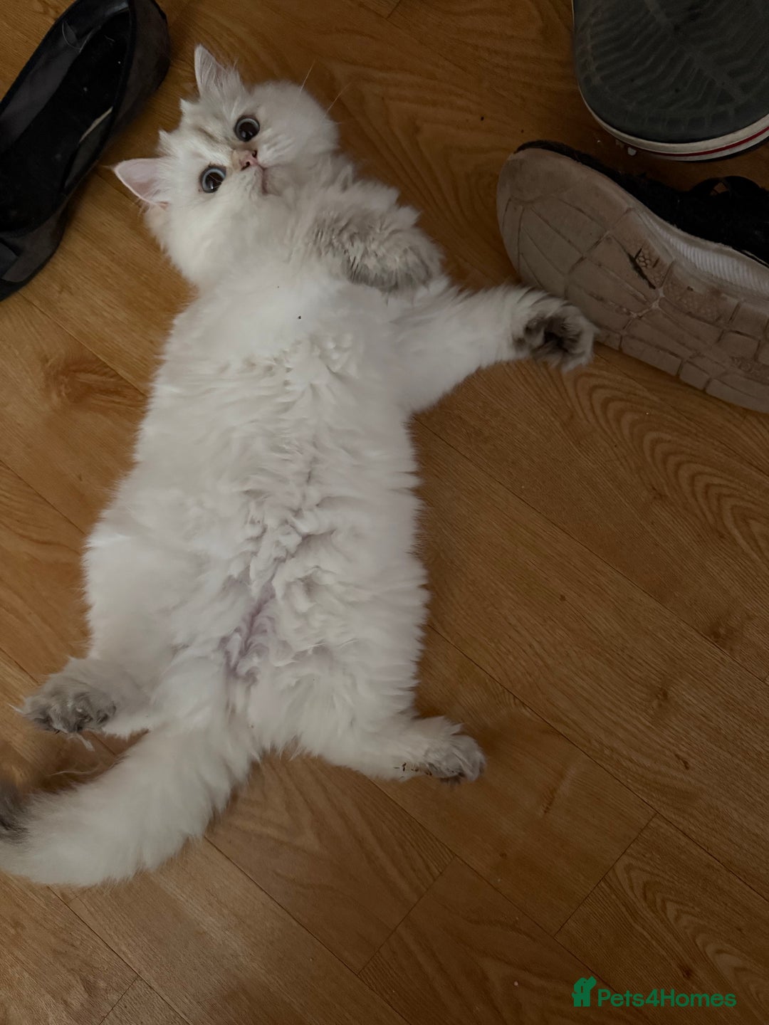 British Longhair cats for sale: British Longair and Shorthair Kittens for sale - Image 8