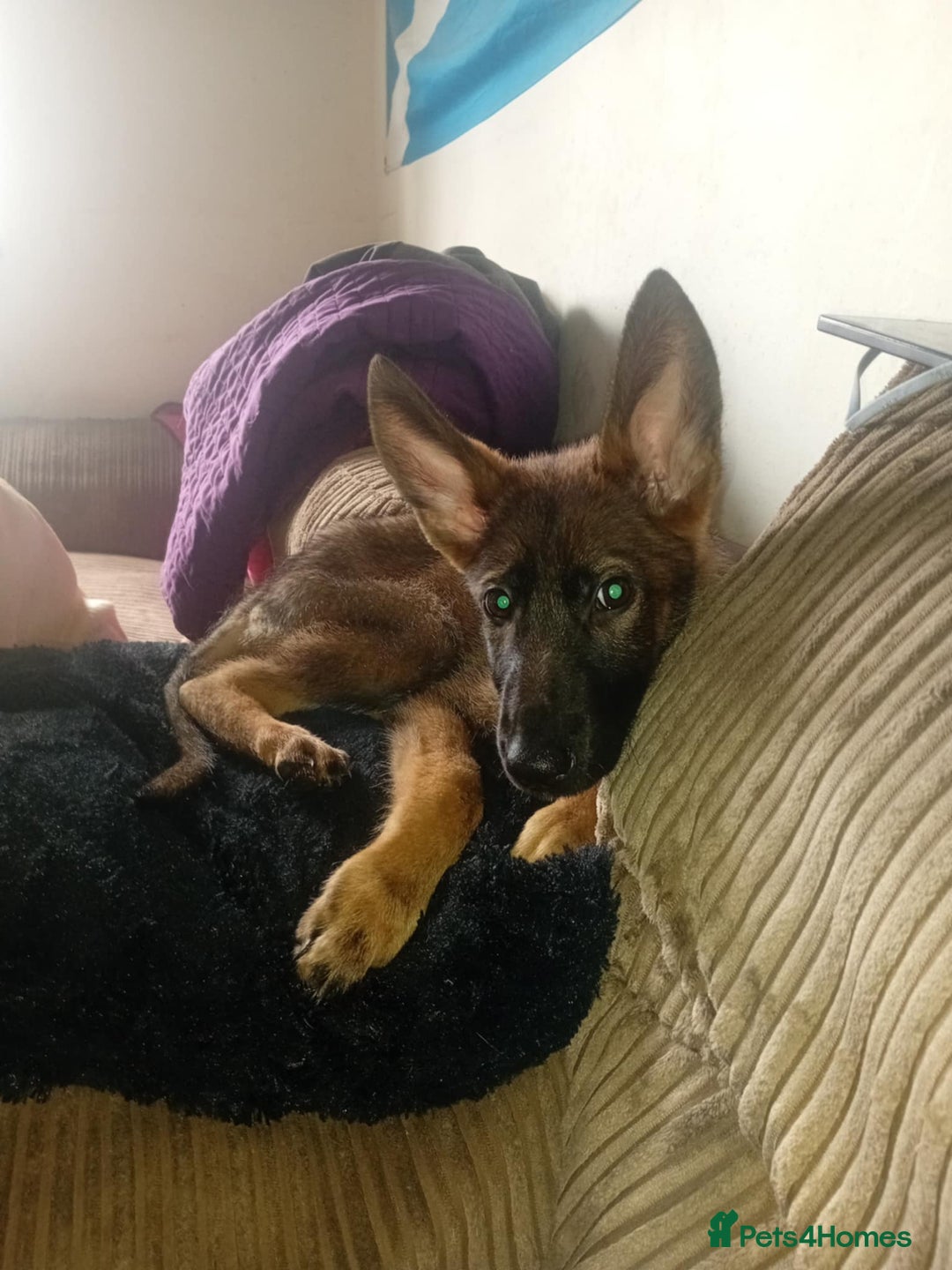 Belgian Shepherd Dog dogs for sale: 2 Beautiful Female Belgian Shepherds - Image 1