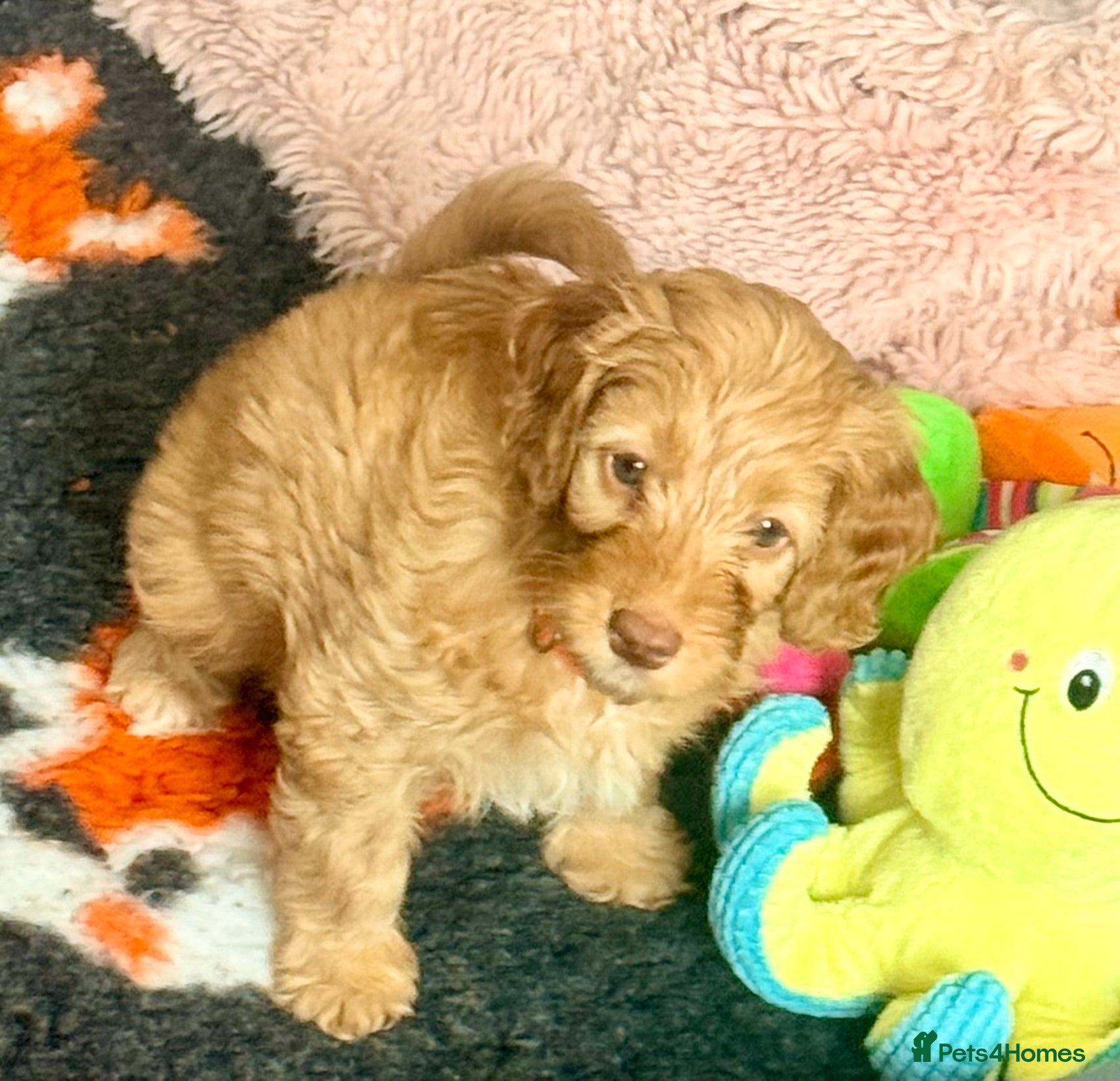 Cavapoo dogs Stunning F1b Cavapoo Puppies – 6 Girls & 2 Boys - Advert 1