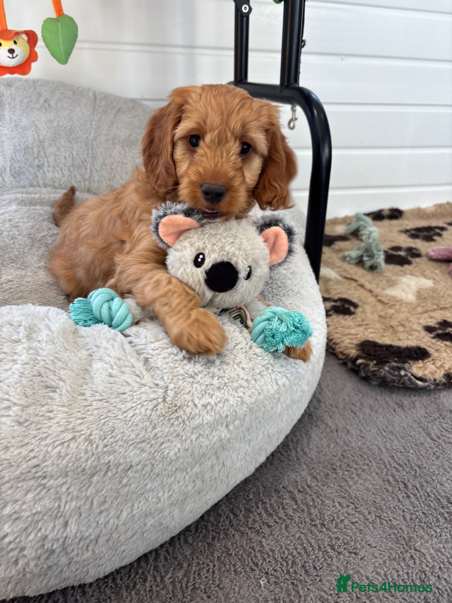 Cockapoo dogs *Hereditary clear Cockapoo Puppies 💜🐶* - Advert 10
