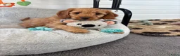 Cockapoo dogs for sale: *Hereditary clear Cockapoo Puppies 💜🐶* - Advert 3