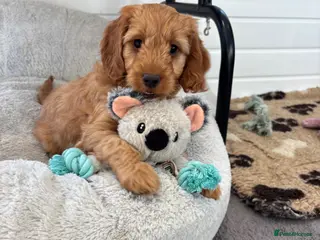 Cockapoo dogs *Hereditary clear Cockapoo Puppies 💜🐶* - Advert 5