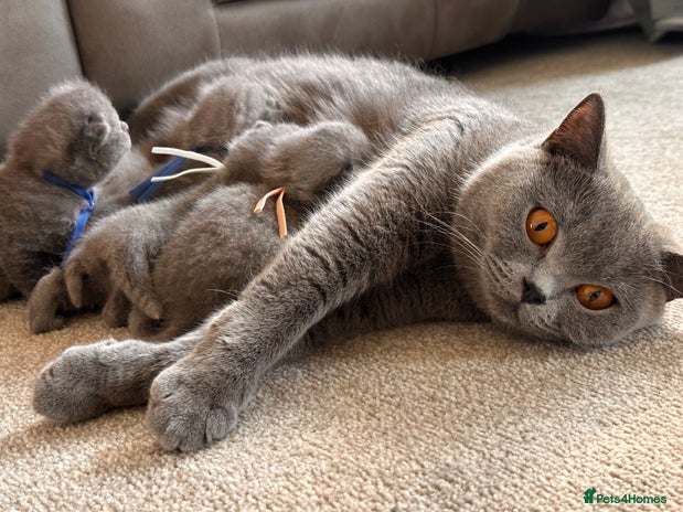 British Shorthair cats Beautiful Pedigree British short hair 🎁🐱 - Advert 3