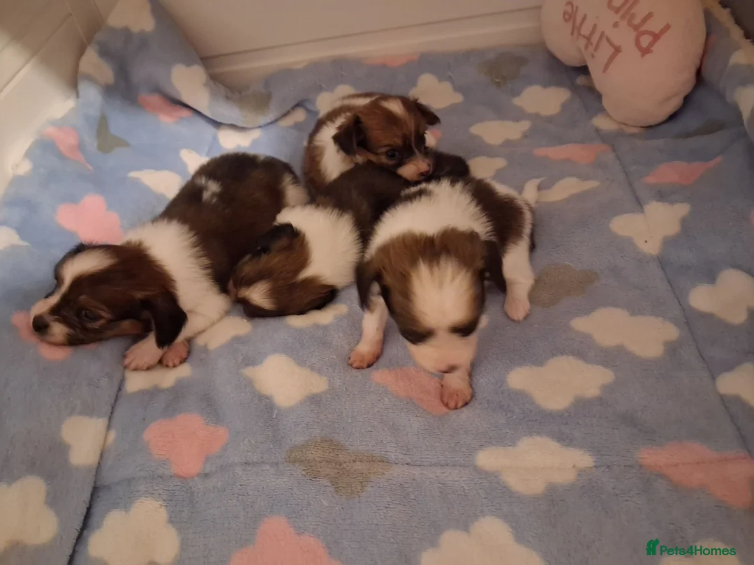 Papillon dogs for sale: Fully Health Tested Papillon Puppies for Sale in Birkenhead - Advert 2