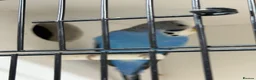 Budgerigars birds for sale: Mix budgies  - Advert 4