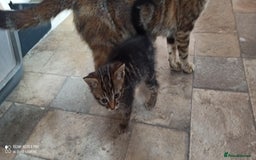 British Shorthair cats for sale: Beautiful tabby kittens - Image 11