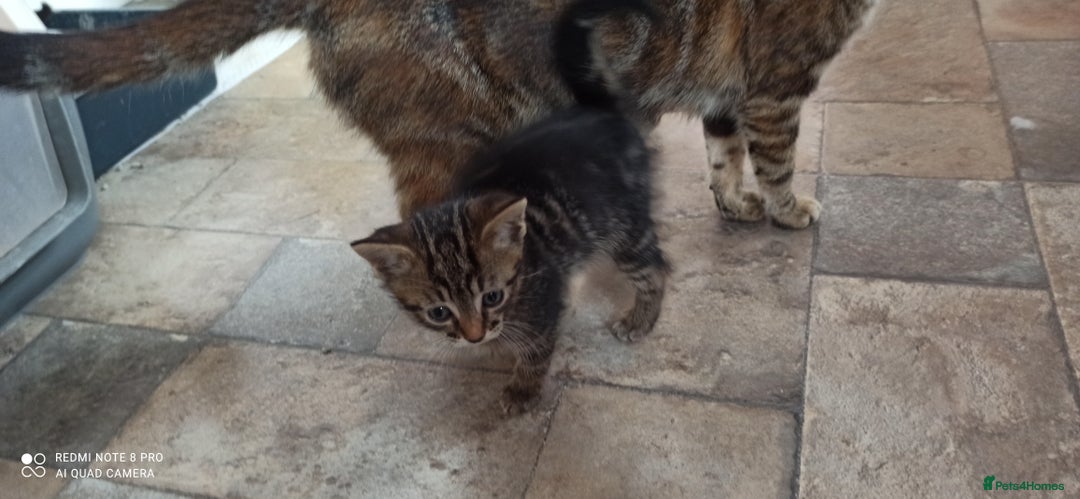 British Shorthair cats for sale: Beautiful tabby kittens - Image 11