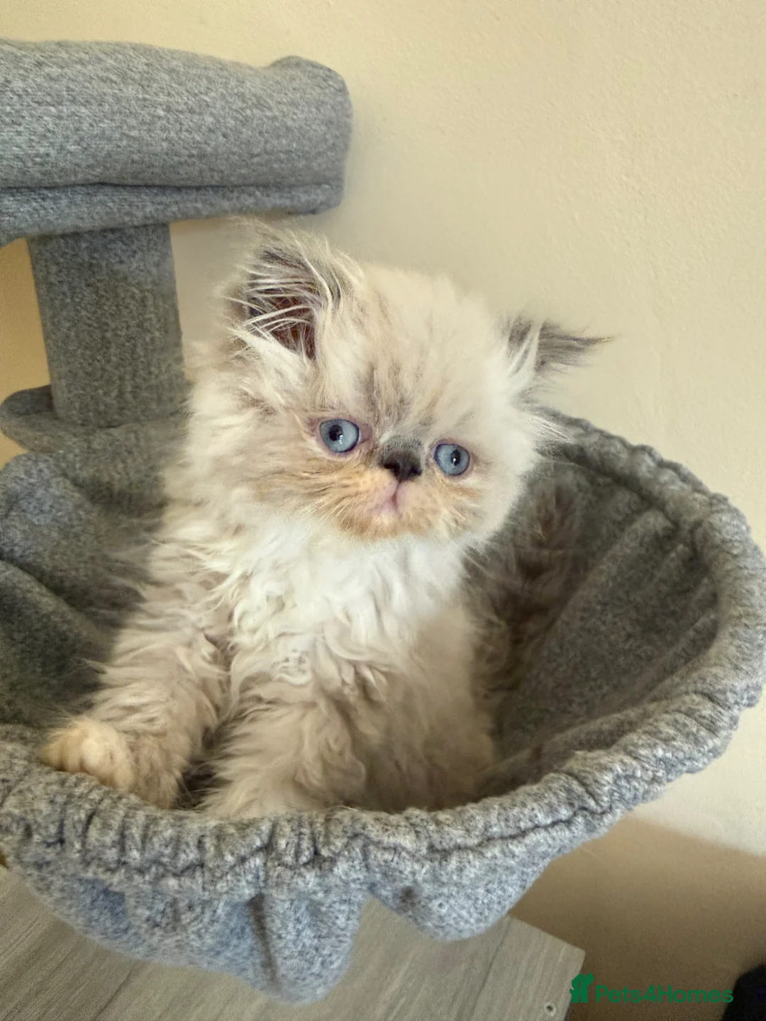 Persian cats for sale: GCCF registered Persian kitten 💙 - Advert 2