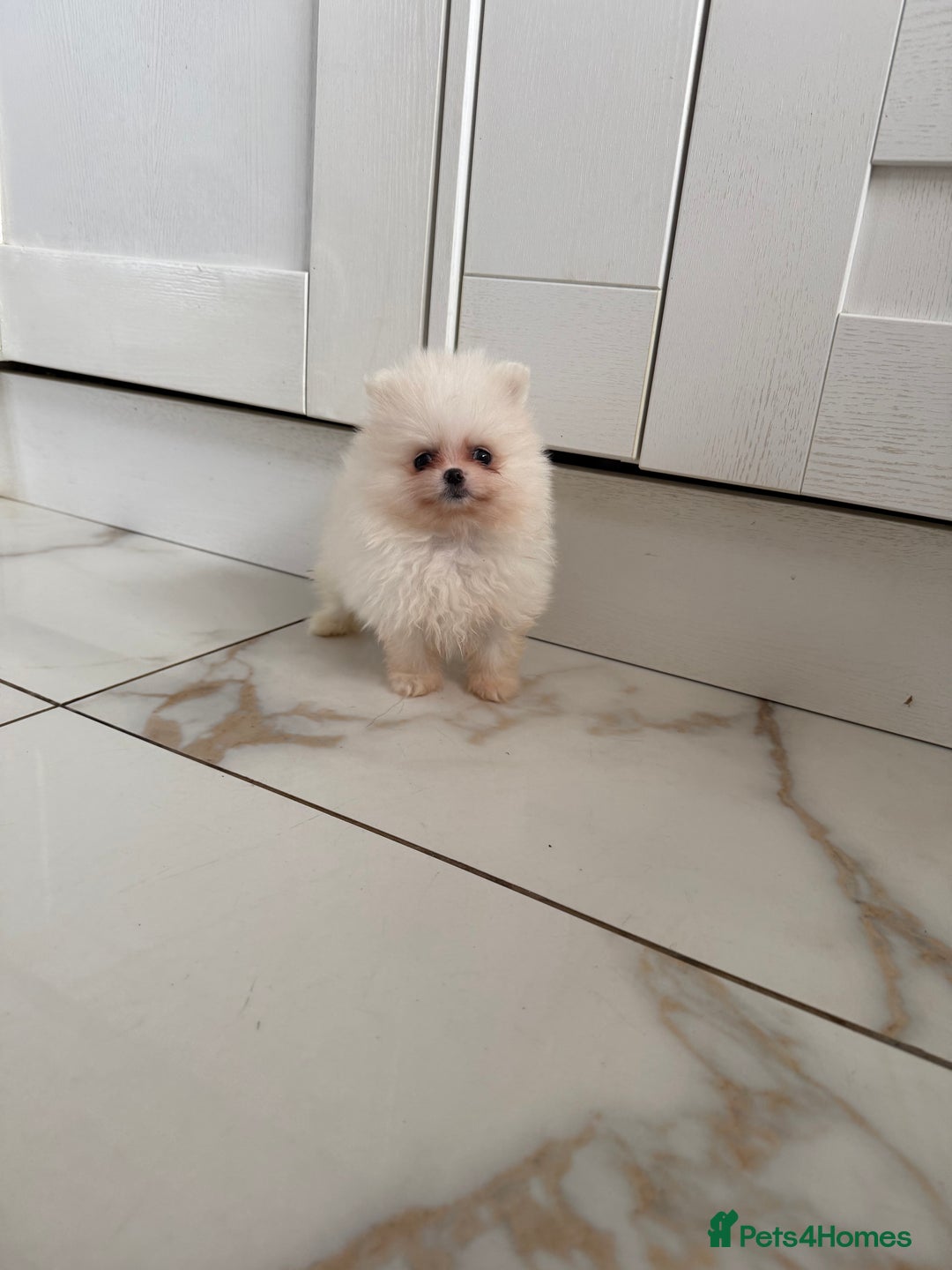 Pomeranian dogs for sale: Minature Pomeranians - Advert 11