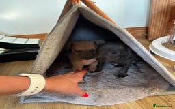 Italian Greyhound dogs for sale: 2 Italian Greyhound Boys  - Image 22