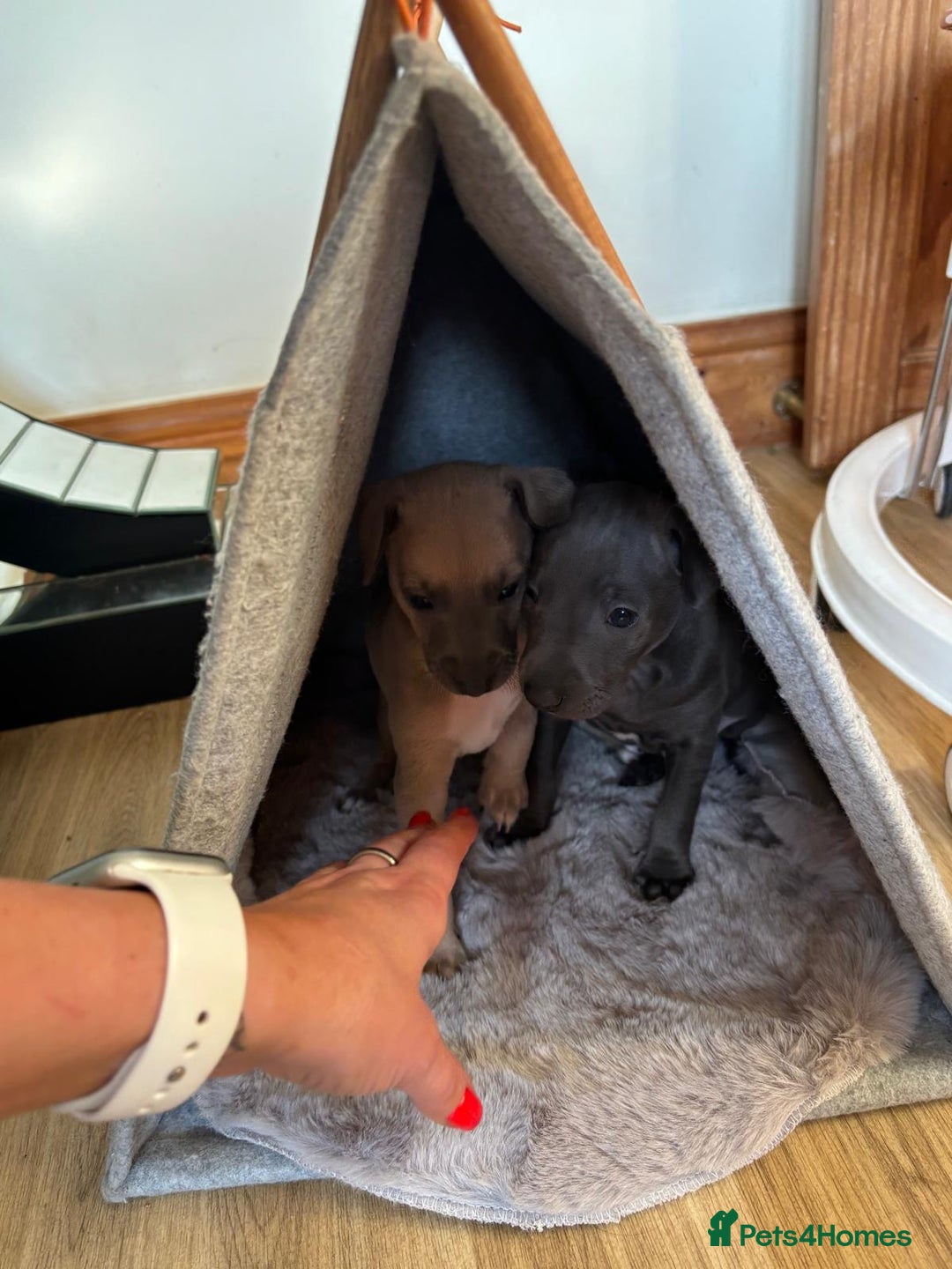 Italian Greyhound dogs for sale: 2 Italian Greyhound Boys  - Image 22