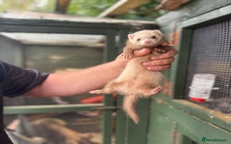 Ferret rodents for sale: Ferret kits - Image 7