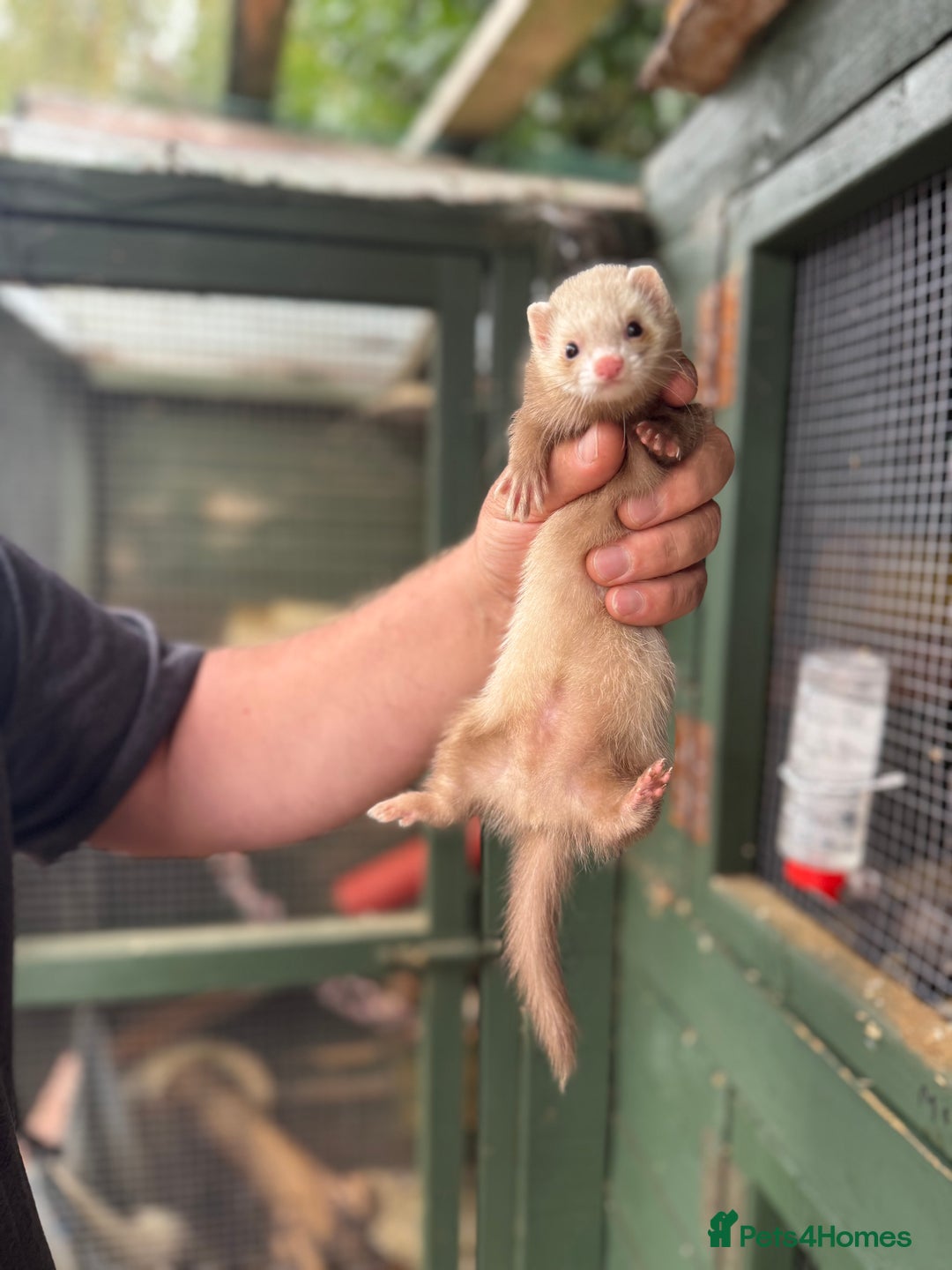 Ferret rodents for sale: Ferret kits - Image 7