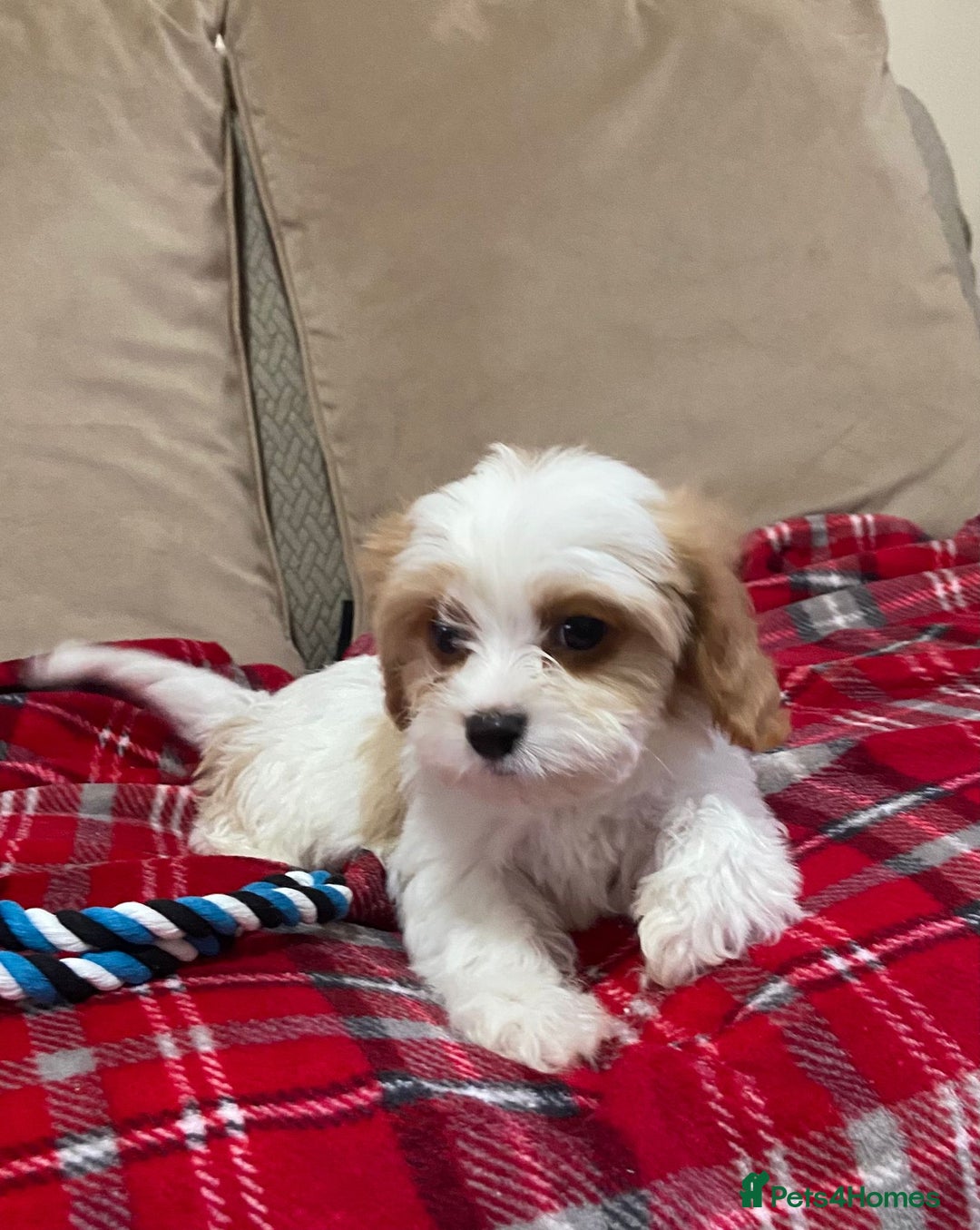 Cavachon dogs for sale: Teddy bear  male  cavachon puppy for sale - Advert 26