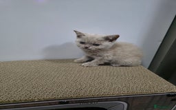 British Shorthair cats for sale: Beautiful British shorthair kittens - Image 30