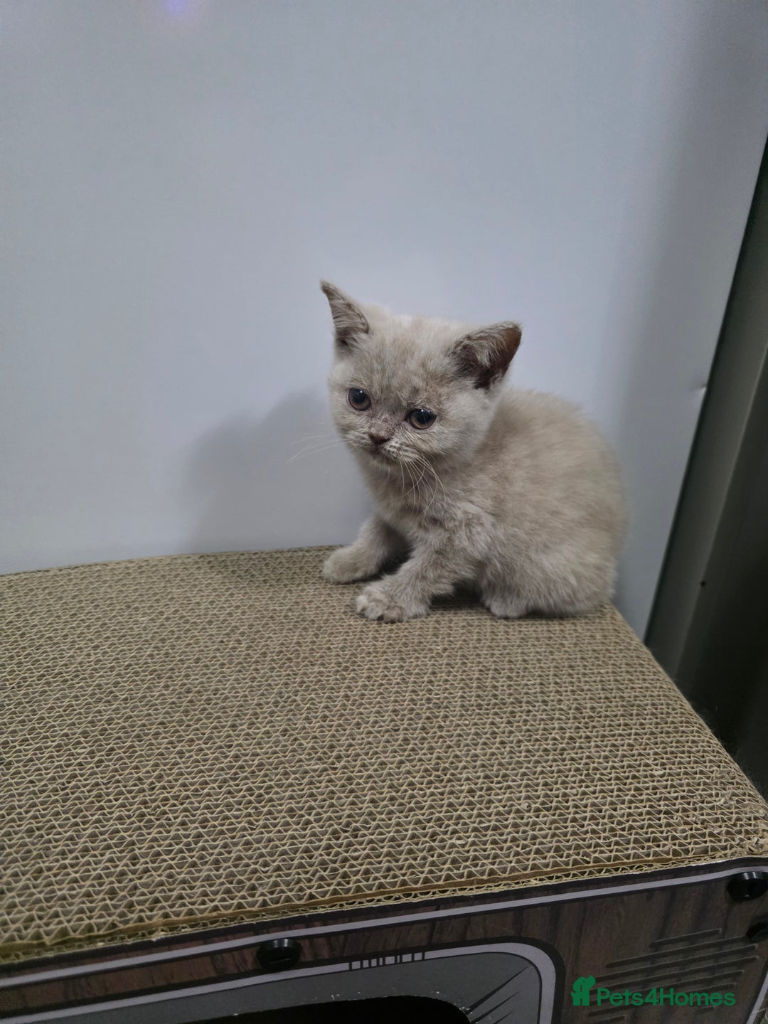 British Shorthair cats for sale: Beautiful British shorthair kittens - Image 30