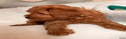 Cavapoo dogs for sale: Stunning Red F1b cavapoo puppies - Advert 11