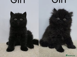 British Shorthair cats READY 2 LEAVE British Shorthair & Longhair Kittens - Advert 14