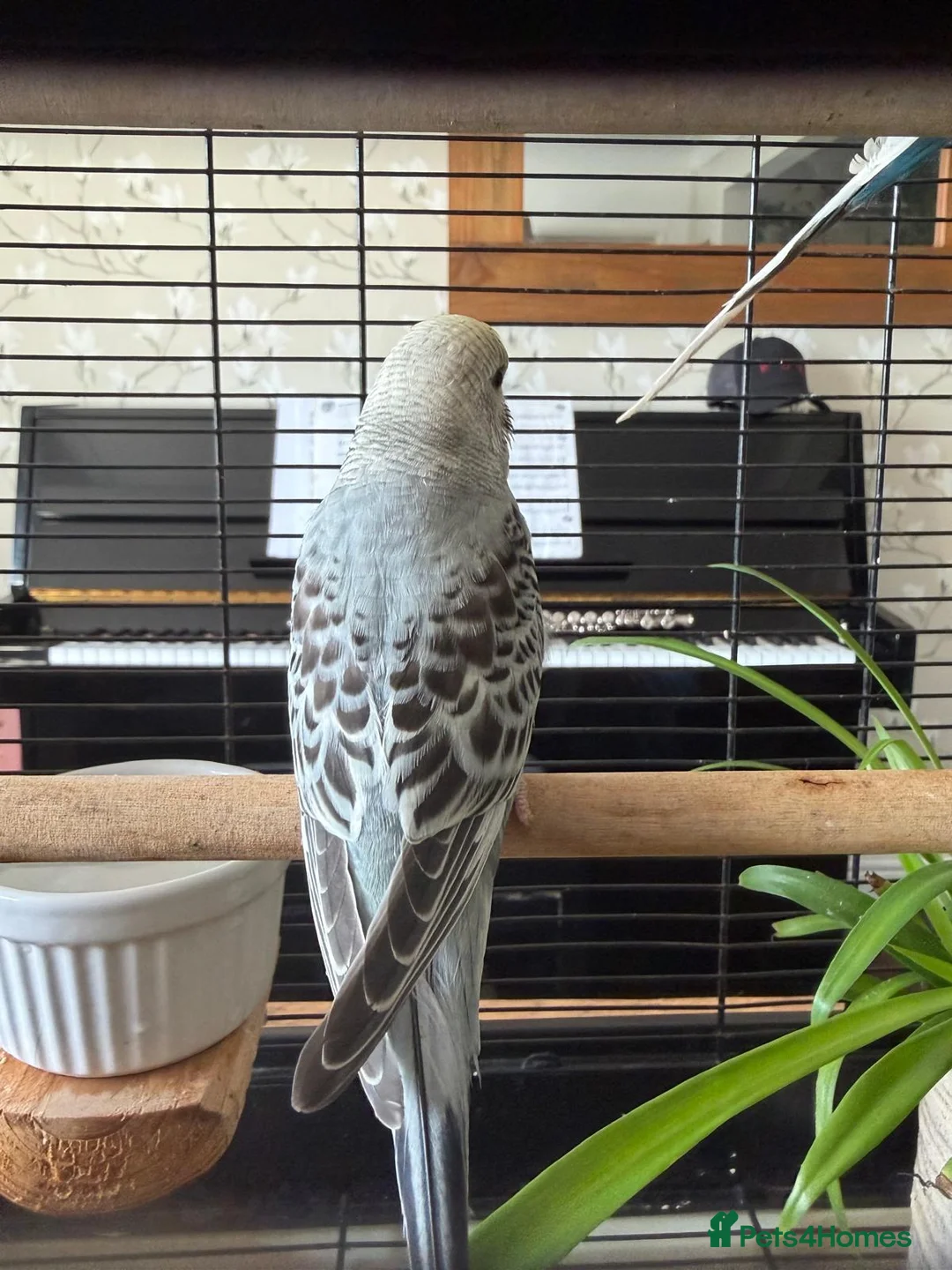 Budgerigars birds for sale: Young Budgies in Carlisle - Advert 6