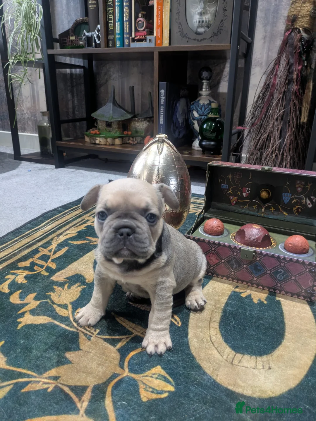 French Bulldog dogs for stud: French bulldogs for stud - Advert 16